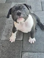 Moon , a female American Bully for sale in North Port, FL – 9 of 9