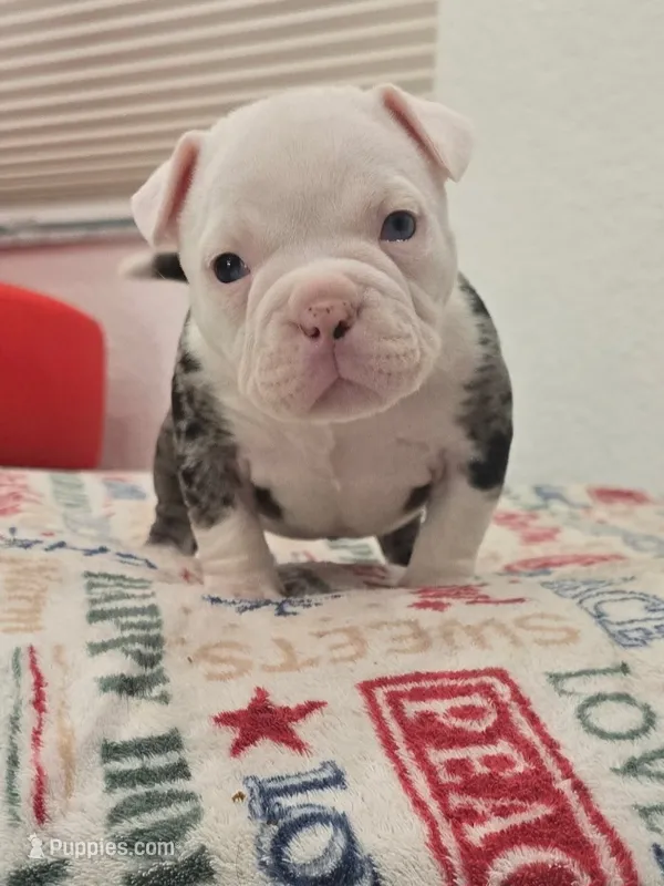 Cookie – American Bully puppy for sale in North Port, FL