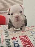 Cookie, a female American Bully for sale in North Port, FL – 1 of 2