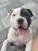 Max, a male American Bully for sale in North Port, FL – 5 of 8