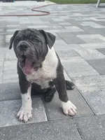 Moon , a female American Bully for sale in North Port, FL – 4 of 8
