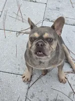 Bella, a female French Bulldog for sale in North Port, FL – 3 of 3