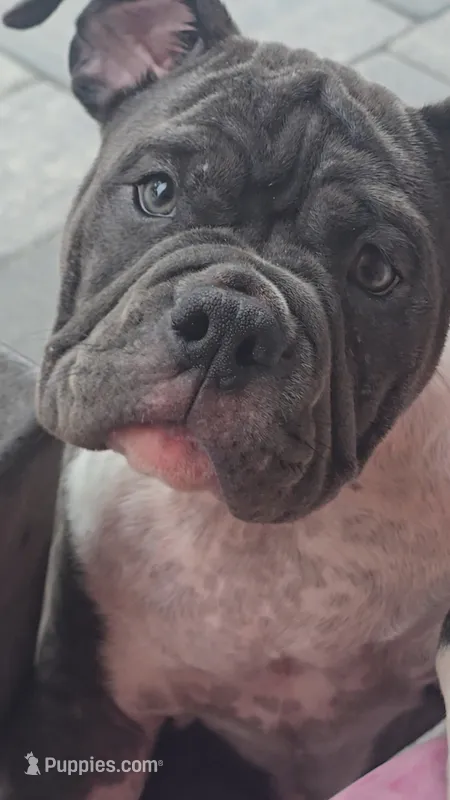 Moon  – American Bully puppy for sale in North Port, FL