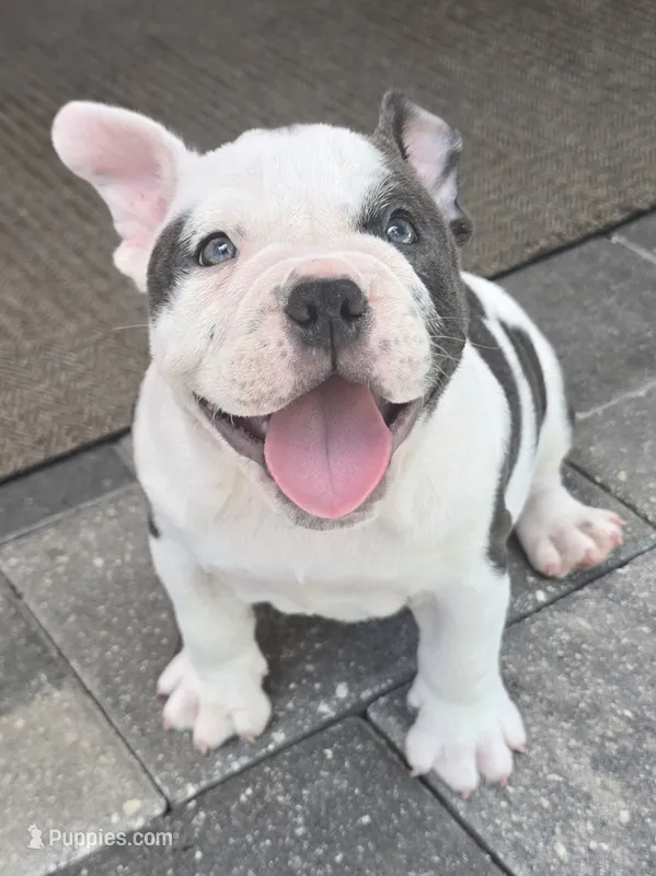 Lola – American Bully puppy for sale in North Port, FL