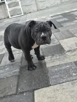 Bluey , a male American Bully for sale in North Port, FL – 2 of 5
