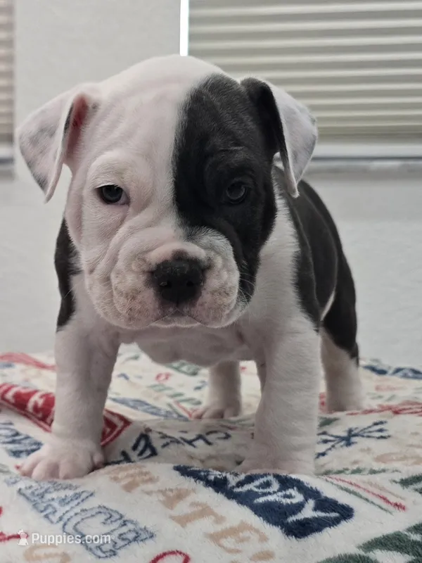 Max – American Bully puppy for sale in North Port, FL