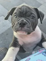 Moon , a female American Bully for sale in North Port, FL – 6 of 9