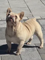 Theodore , a male French Bulldog for sale in North Port, FL – 2 of 5