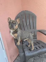 Messi, a male French Bulldog for sale in North Port, FL – 3 of 4
