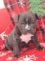 Bluey , a male American Bully for sale in North Port, FL – 3 of 6