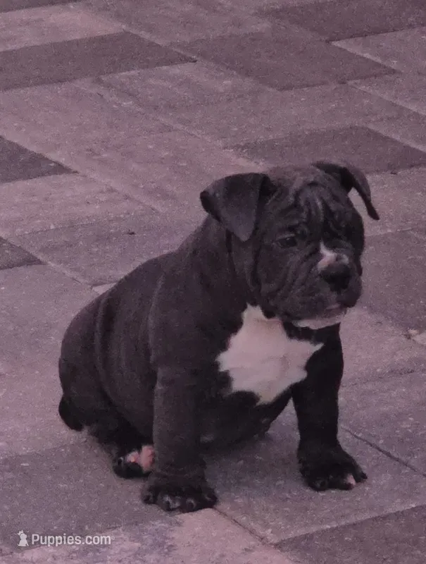 Bluey  – American Bully puppy for sale in North Port, FL