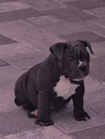 Bluey , a male American Bully for sale in North Port, FL – 1 of 7
