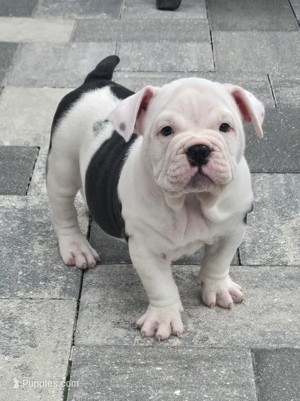 Minnie  – American Bully puppy for sale in North Port, FL
