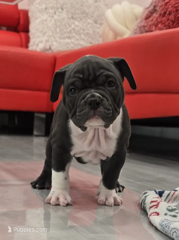 Moon  – American Bully puppy for sale in North Port, FL