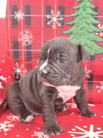 Bluey , a male American Bully for sale in North Port, FL – 4 of 6