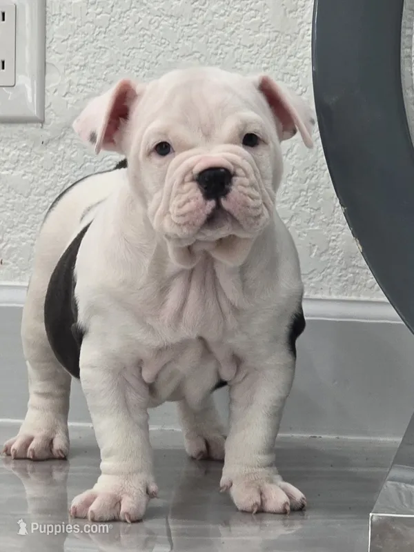 Minnie  – American Bully puppy for sale in North Port, FL