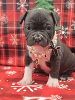Moon , a female American Bully for sale in North Port, FL – 2 of 6