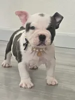 Lola, a female American Bully for sale in North Port, FL – 2 of 5