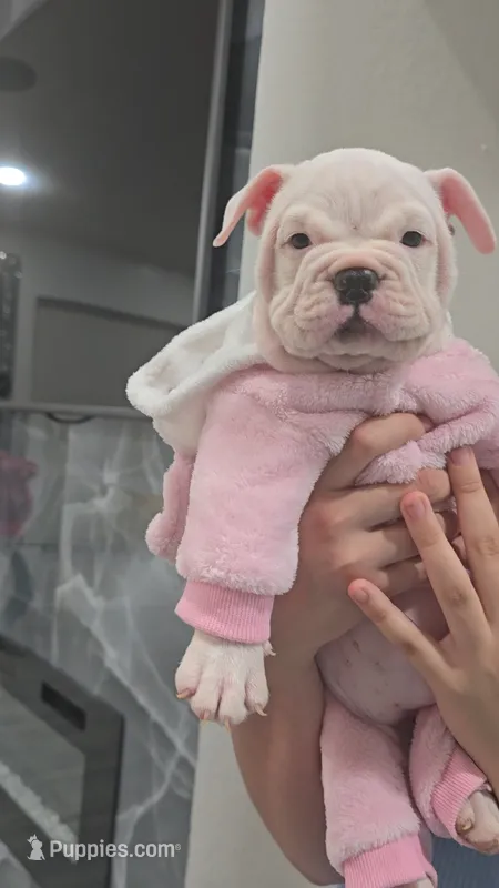 Minnie  – American Bully puppy for sale in North Port, FL