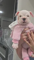 Minnie , a female American Bully for sale in North Port, FL – 1 of 7