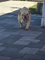 Theodore , a male French Bulldog for sale in North Port, FL – 3 of 5