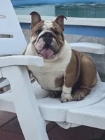 Lala, a female English Bulldog for sale in North Port, FL – 2 of 2