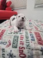 Mickey , a male American Bully for sale in North Port, FL – 3 of 5