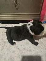 Panda, a male American Bully for sale in North Port, FL – 4 of 6