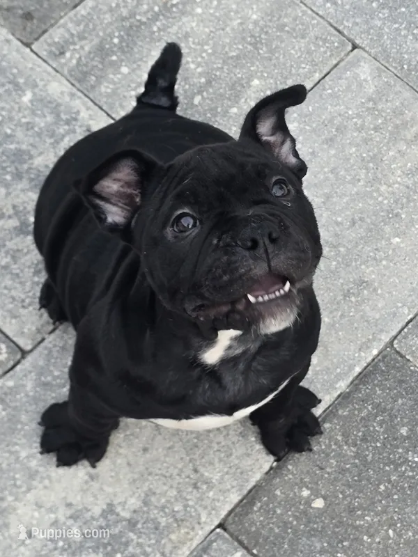 Mila  – American Bully puppy for sale in North Port, FL