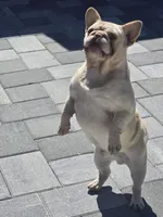 Theodore , a male French Bulldog for sale in North Port, FL – 4 of 5