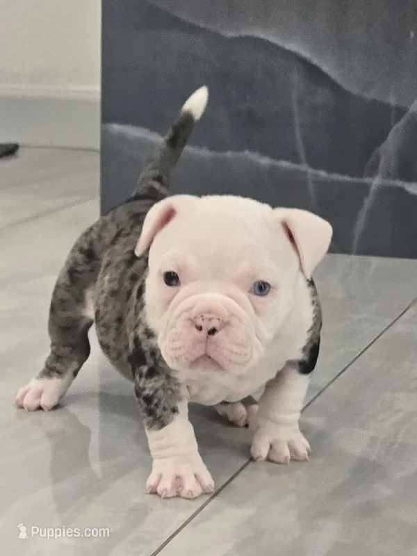 Cookie – American Bully puppy for sale in North Port, FL