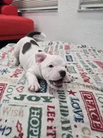 Mickey , a male American Bully for sale in North Port, FL – 4 of 5