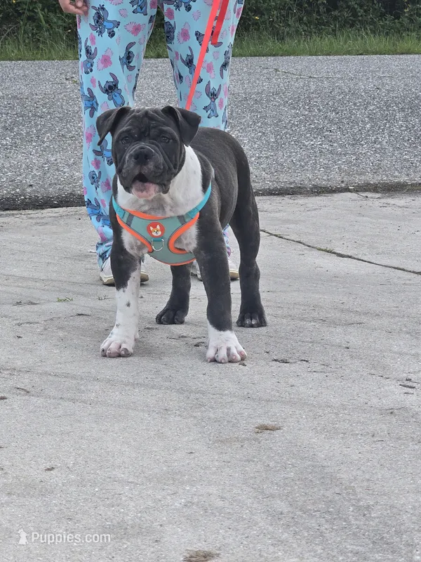 Moon  – American Bully puppy for sale in North Port, FL