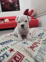 Mickey , a male American Bully for sale in North Port, FL – 5 of 5