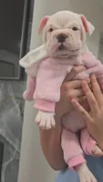 Minnie , a female American Bully for sale in North Port, FL – 4 of 7