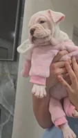Minnie , a female American Bully for sale in North Port, FL – 5 of 7