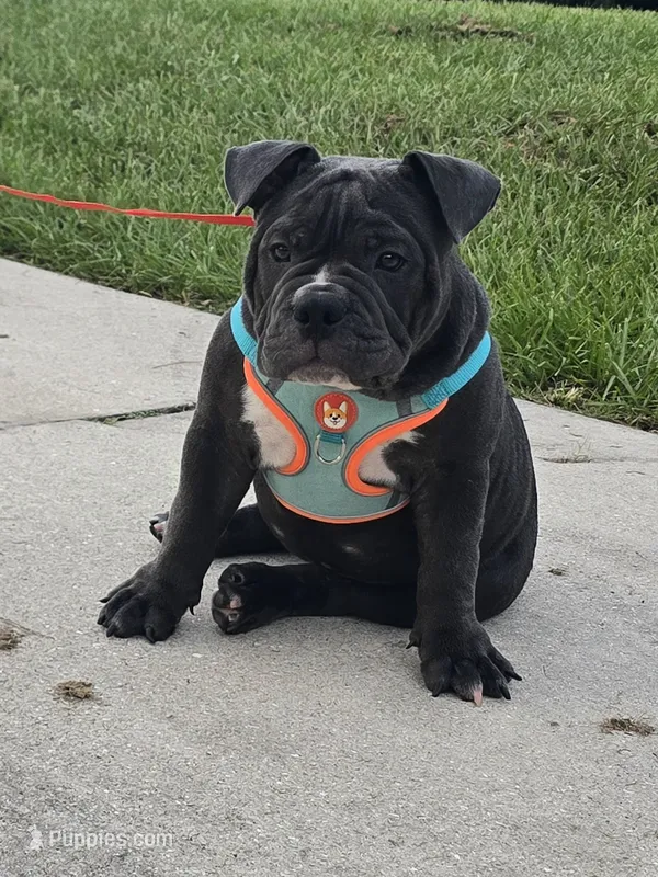 Bluey  – American Bully puppy for sale in North Port, FL