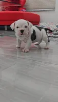 Minnie , a female American Bully for sale in North Port, FL – 2 of 7