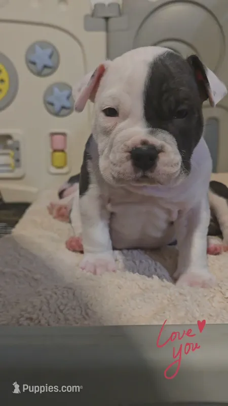 Max – American Bully puppy for sale in North Port, FL