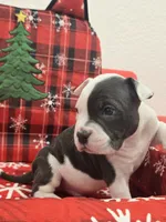 Max, a male American Bully for sale in North Port, FL – 3 of 6