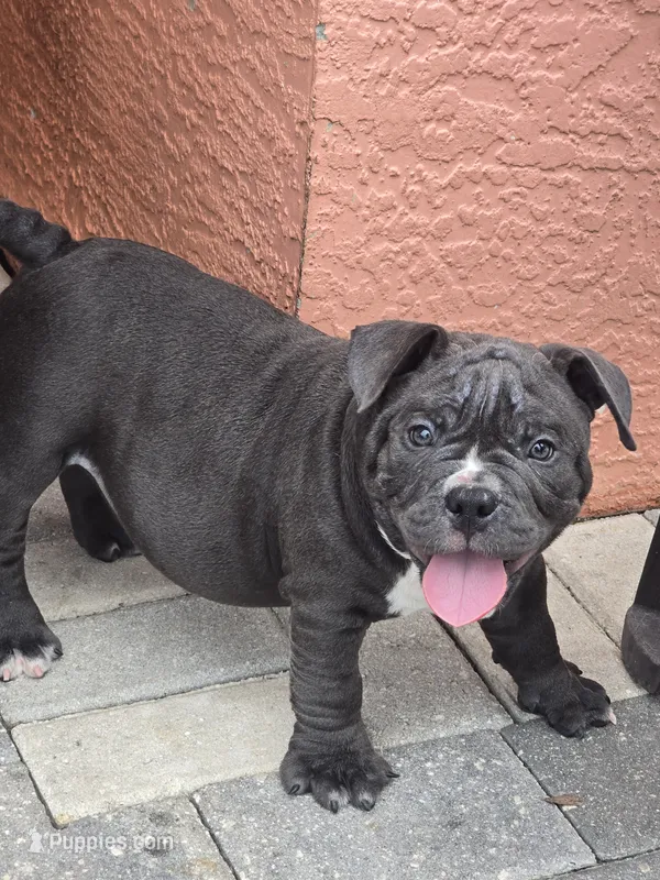 Bluey  – American Bully puppy for sale in North Port, FL