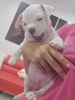 Mickey , a male American Bully for sale in North Port, FL – 2 of 5