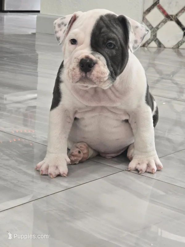 Max – American Bully puppy for sale in North Port, FL