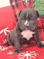 Bluey , a male American Bully for sale in North Port, FL – 2 of 6