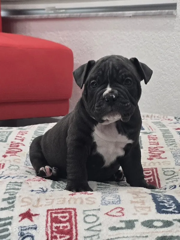 Bluey  – American Bully puppy for sale in North Port, FL