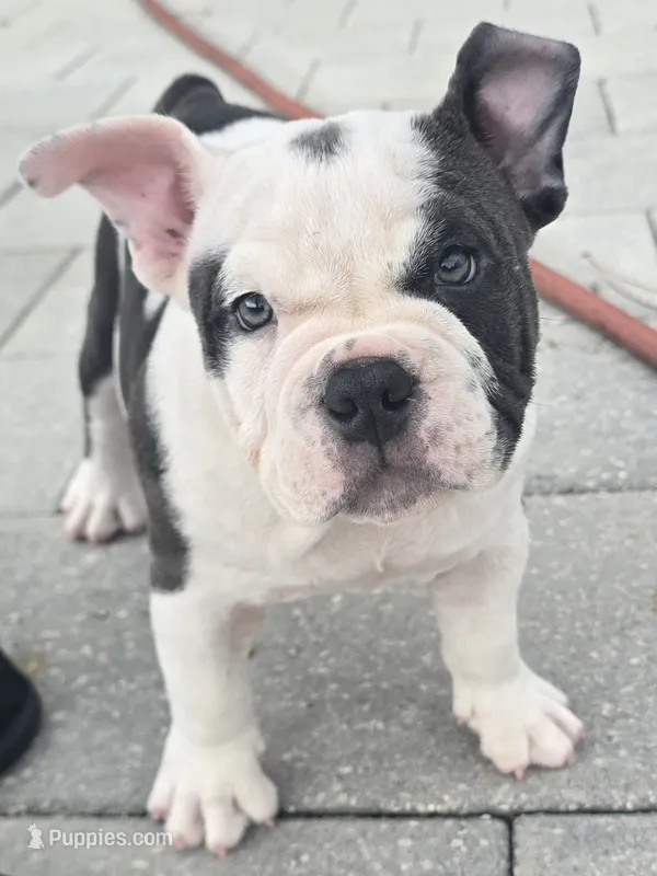 Lola – American Bully puppy for sale in North Port, FL
