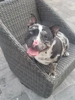 Mila , a female American Bully for sale in North Port, FL – 3 of 4