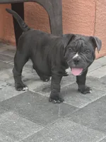 Bluey , a male American Bully for sale in North Port, FL – 4 of 7