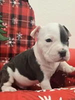 Max, a male American Bully for sale in North Port, FL – 2 of 6
