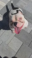Panda, a male American Bully for sale in North Port, FL – 5 of 6
